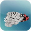 Traumatic Brain Injuries: An Overview